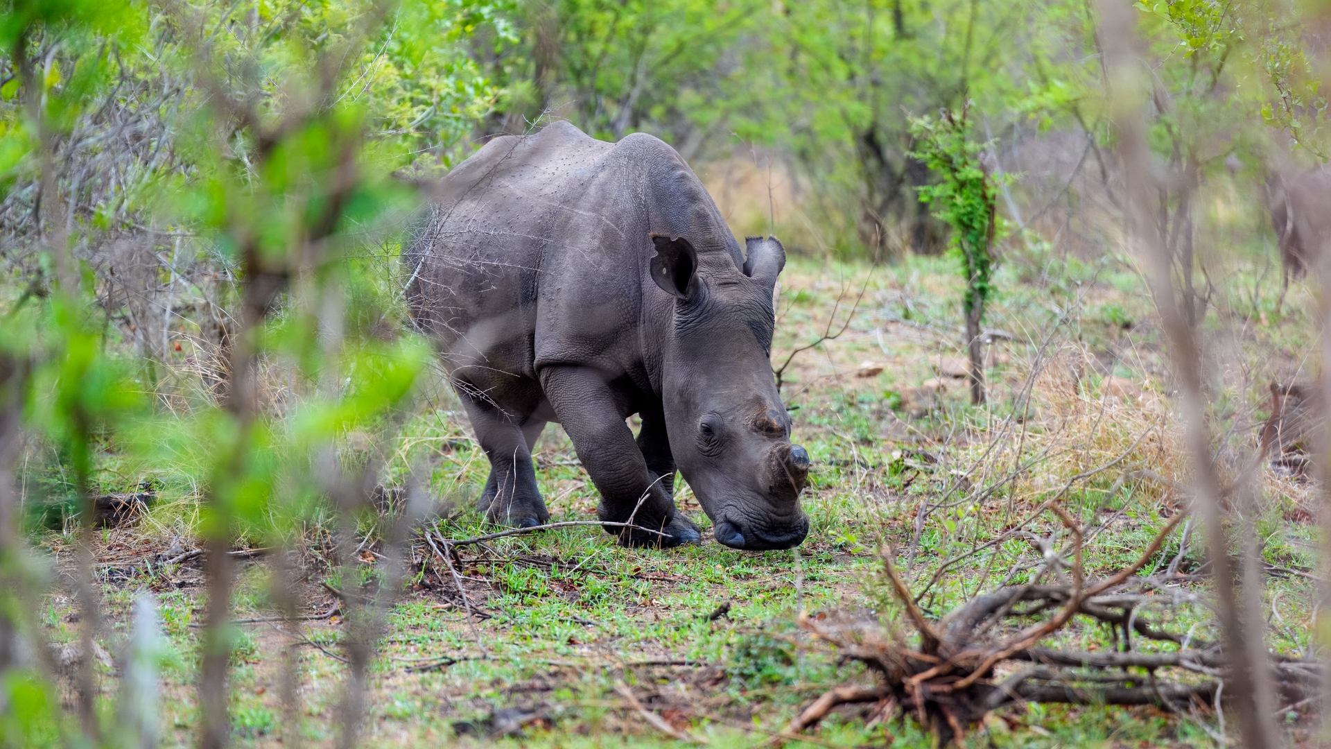 Kruger25 2025 10 30 09 04 07 ILCE 9M3 85